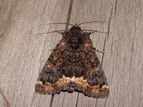 Réf. 52 223 : Catephia alchymista