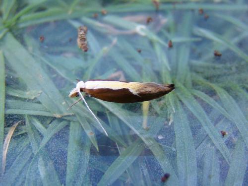 Ypsolopha dentella