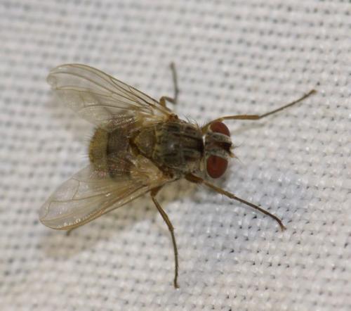 Therobia leonidei