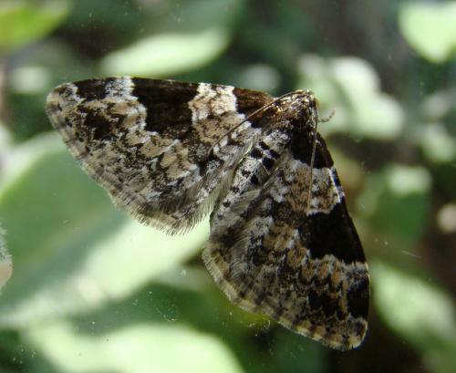 Xanthorhoe fluctuata
