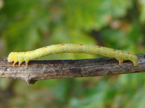 Cabera sp.