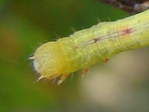 Réf. 52 042 : Cabera sp.