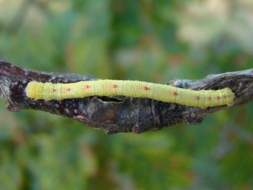 Réf. 52 043 : Cabera sp.