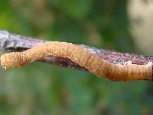 Réf. 52 045 : Cyclophora sp.