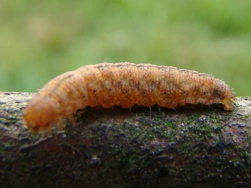 Pechipogo strigilata