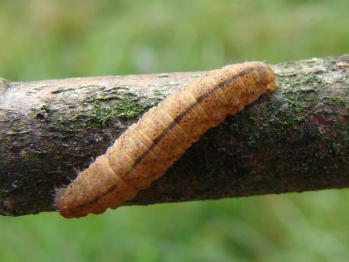 Pechipogo strigilata