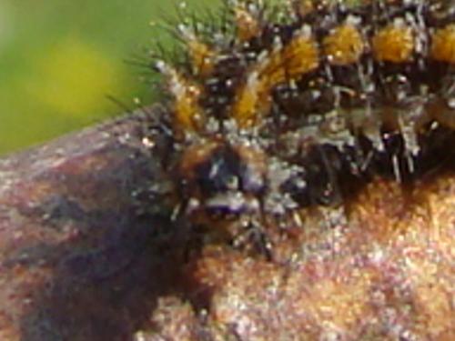 Melitaea didyma