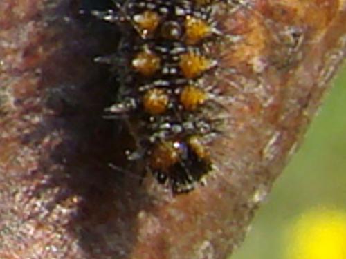Melitaea didyma