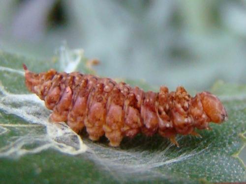 Falcaria lacertinaria