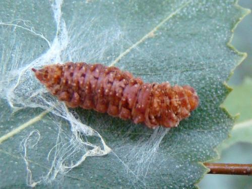Falcaria lacertinaria