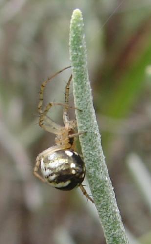Réf. 52 920 : Mangora acalypha