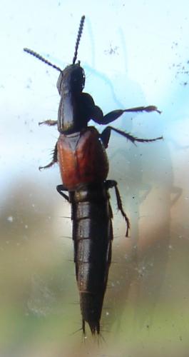 Quedius sp.