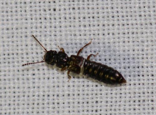 Oxytelus sp.