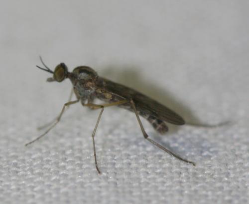Sylvicola sp.