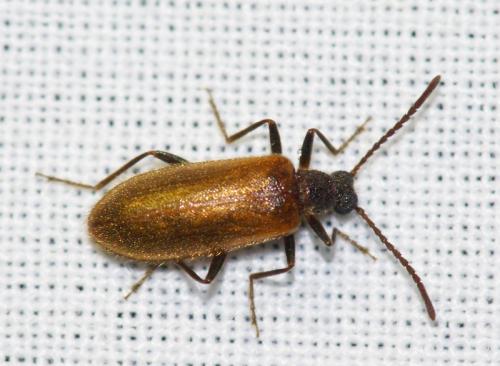 Réf. 52 629 : Lagria rugosula