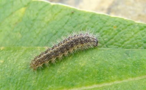 Cymbalophora pudica