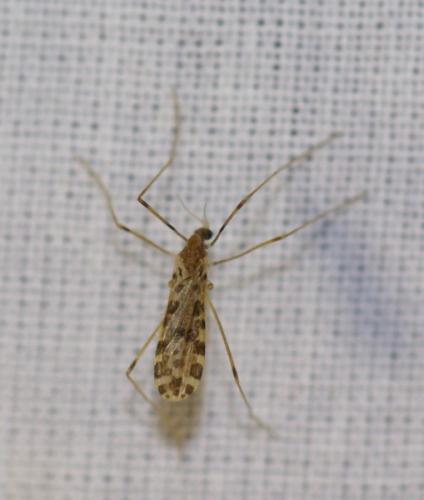 Réf. 52 476 : Ilisia maculata