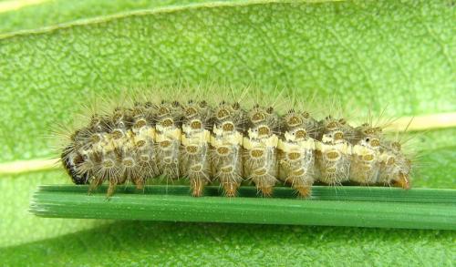 Cymbalophora pudica