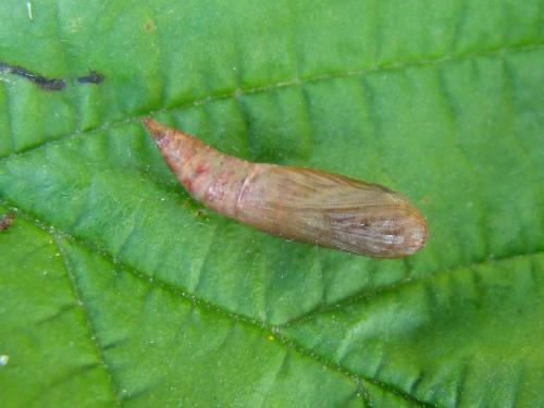Hemithea aestivaria