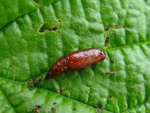 Réf. 52 019 : Philereme vetulata