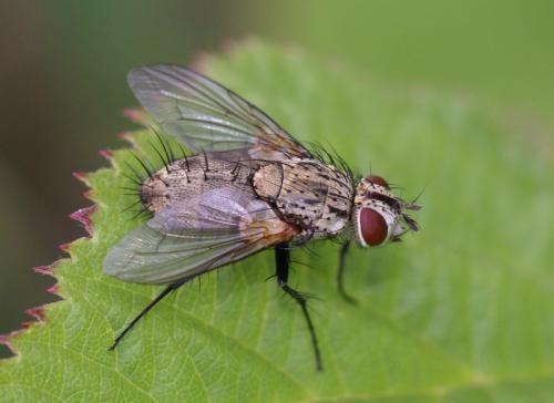 Réf. 52 688 : Bithia sp.