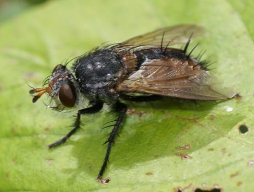 Peleteria iavana