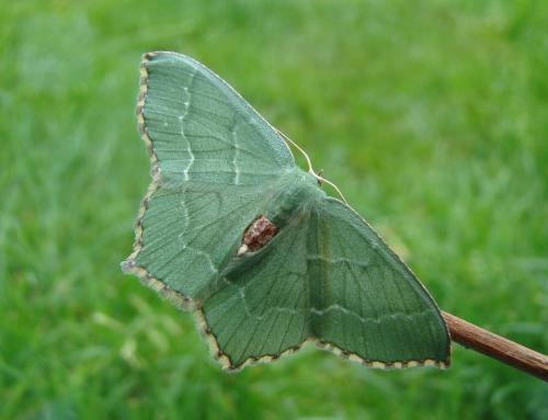 Réf. 52 016 : Hemithea aestivaria