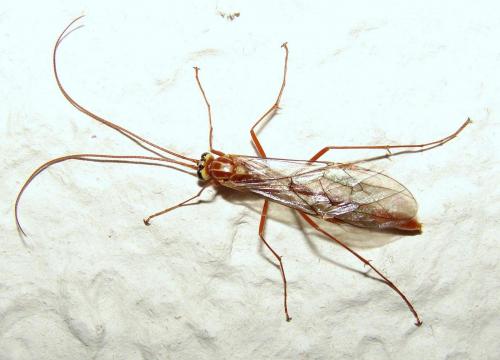 Ophion sp.