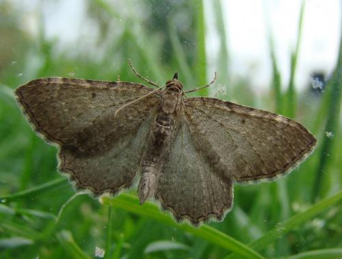 Réf. 52 020 : Philereme vetulata