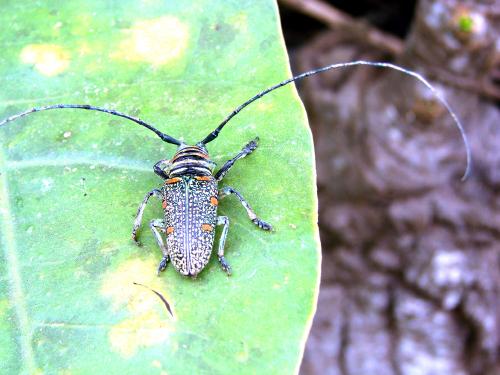 Zographus regalis
