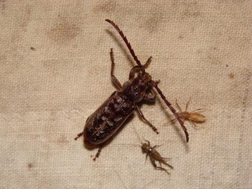 Taurotagus brevipennis