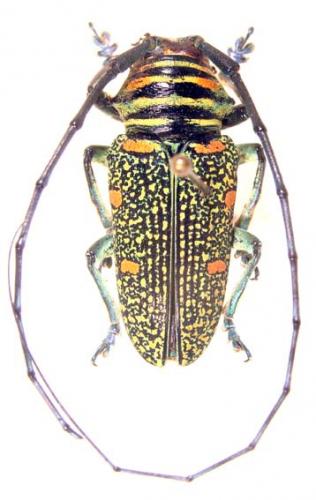 Zographus regalis