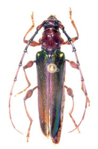 Cordylomera spinicornis