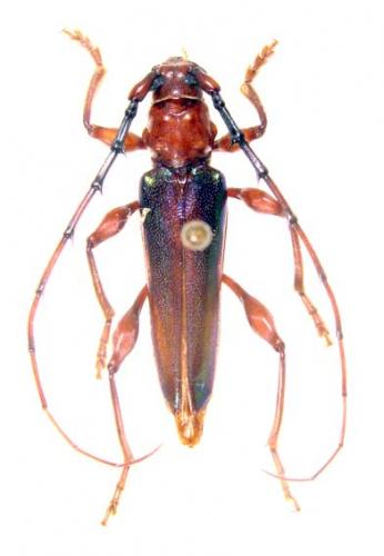 Réf. 52 892 : Cordylomera spinicornis