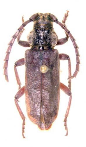 Taurotagus brevipennis