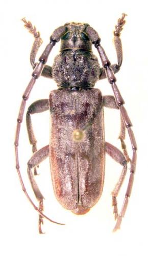 Taurotagus brevipennis