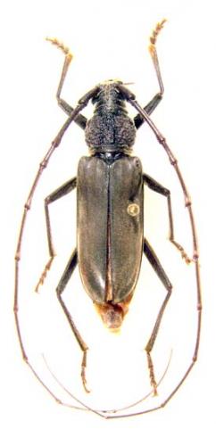 Pachydissus sp.