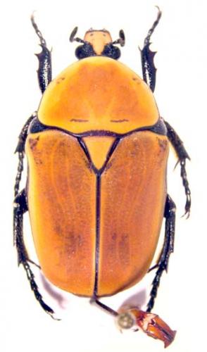 Pachnoda concolor concolor
