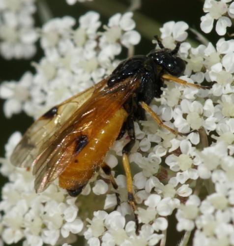 Arge melanochra