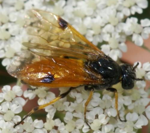 Arge melanochra