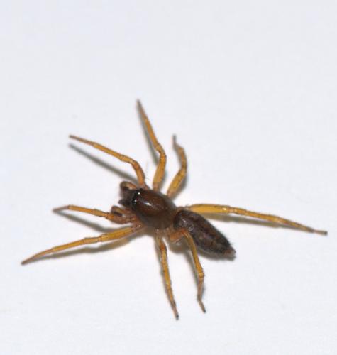 Réf. 52 991 : Clubiona comta