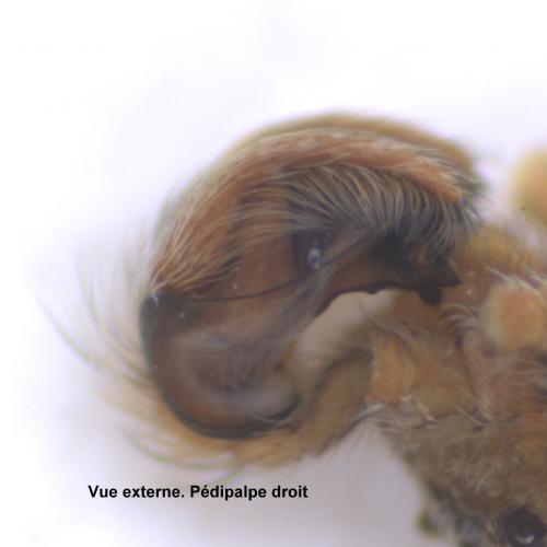 Hyptiotes flavidus