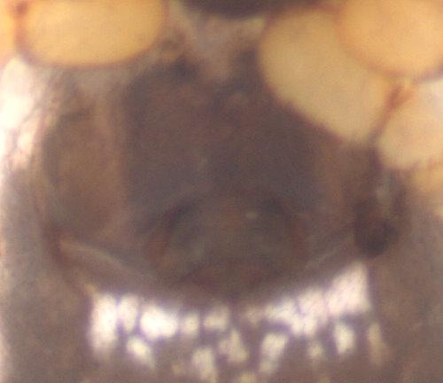 Réf. 52 794 : Neriene peltata