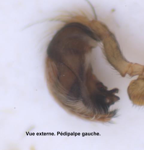 Réf. 52 697 : Hyptiotes flavidus