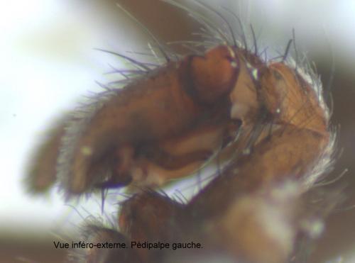 Nomisia exornata