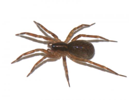 Scotina celans