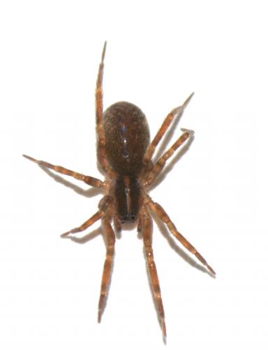 Scotina celans