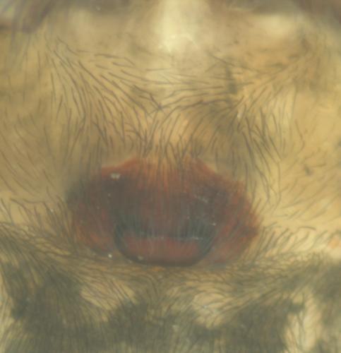 Amaurobius erberi