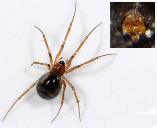 Réf. 52 582 : Tenuiphantes sp.