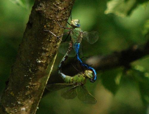 Réf. 52 249 : Anax imperator